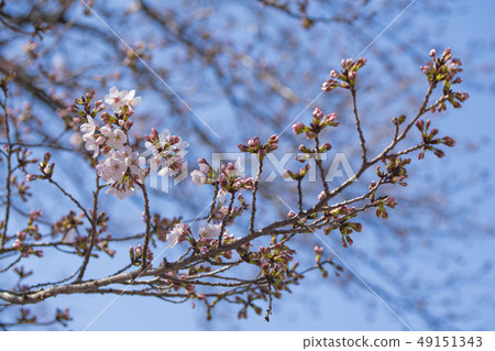 [Yoshino Somei] 49151343