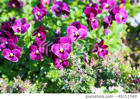 Viola flowers 49151349