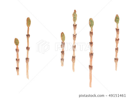 Equisetum arvense horsetail Equisetum arvense horsetail 49151461