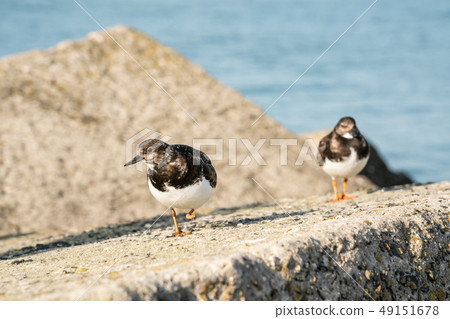 An Ruddy turnstone An Ruddy turnstone 49151678