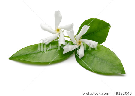Star jasmine flowers with leaves isolated on white Star jasmine flowers with leaves isolated on white 49152046