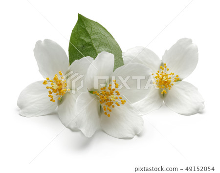 White jasmine flower with green leaf isolated White jasmine flower with green leaf isolated 49152054