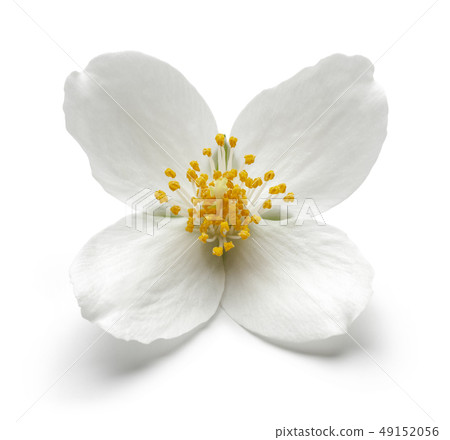 White jasmine flower isolated on white White jasmine flower isolated on white 49152056