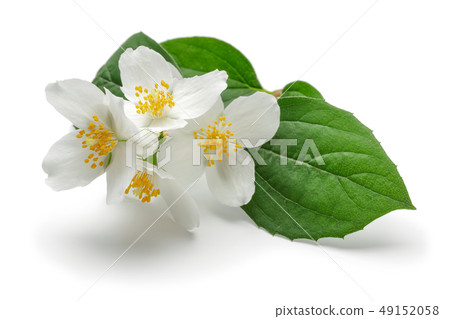 White jasmine flower with green leaf isolated 49152058