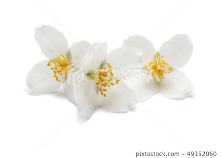 White jasmine flower isolated on white 49152060
