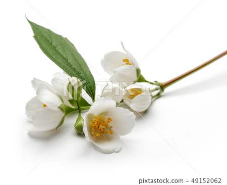 White jasmine flower with green leaf isolated White jasmine flower with green leaf isolated 49152062