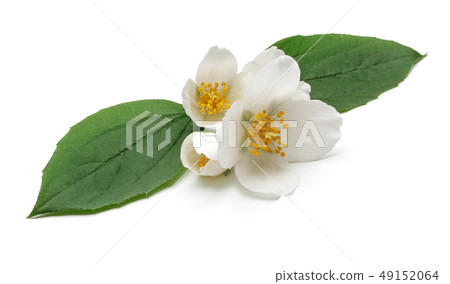 White jasmine flower with green leaf isolated 49152064