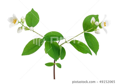 White jasmine flower with green leaf isolated 49152065