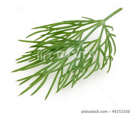 Fresh green dill isolated on white Fresh green dill isolated on white 49152108