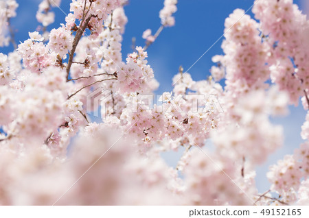 Spring Spread Spring Spread 49152165