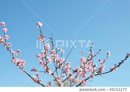 杏仁花 杏仁花 49152277
