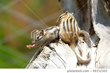 兩個Ezo花栗鼠 49152305