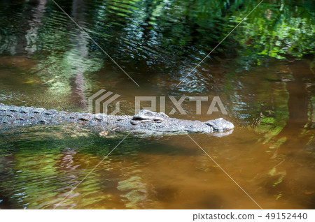 Crocodile in National park of Kenya, Africa 49152440