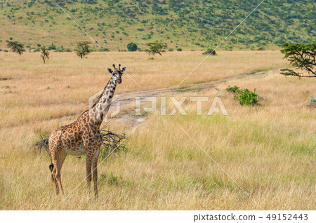 Giraffe in National park of Kenya Giraffe in National park of Kenya 49152443