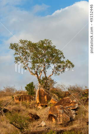 Savannah landscape in the National park of Kenya Savannah landscape in the National park of Kenya 49152446