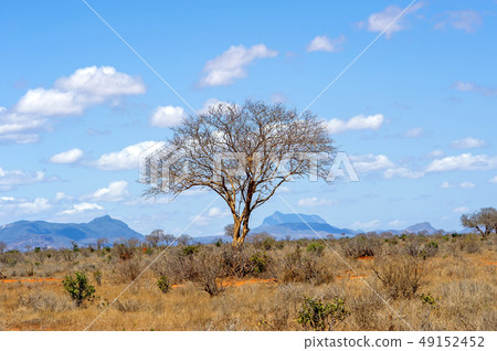 Landscape with nobody tree in Africa Landscape with nobody tree in Africa 49152452