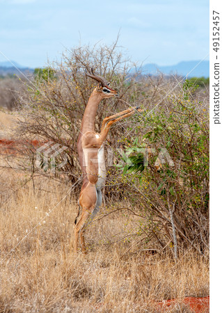 Gerenuk standing upright to reach leaves Gerenuk standing upright to reach leaves 49152457