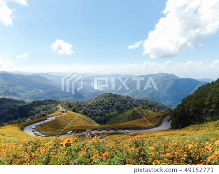 Beautiful mexican sunflower on the mountains in 49152771
