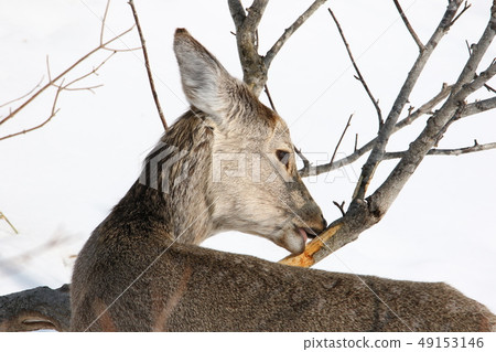 在樹皮上覓食的極端越冬梅花鹿[從成年動物/鹿/ 7-3背後側拍） 49153146
