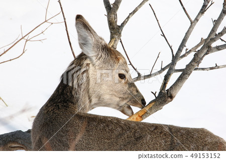 Extreme winter deer sika deer [Bed up the profile from the rear side of a female adult animal / deer] / 7-6] 49153152