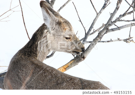 Extreme winter deer sika deer [Bad female / animal shot from behind the deer / 7-7] 49153155