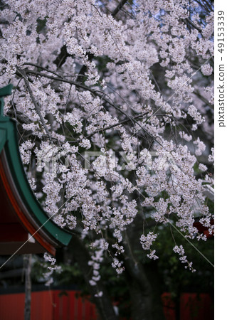 Kisen櫻花在Caruori神社 49153339