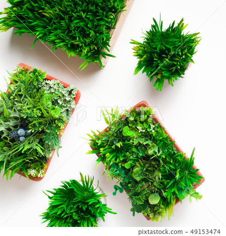 Decorative plants in different pots on white background Decorative plants in different pots on white background 49153474