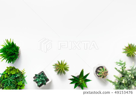 Succulent plants in pots on white background 49153476