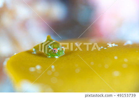 丹戈魚 49153739