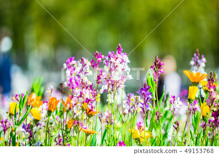 花園 花園 49153768