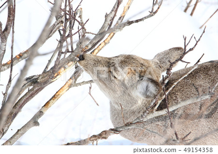 以樹皮為食的極度越冬鹿鹿[女性成年人，頭朝上B / 5-3] 49154358