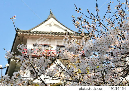 Cherry Blossoms	 49154464