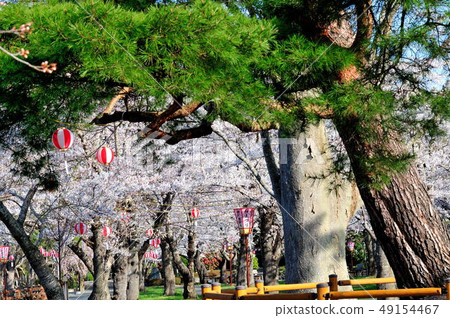 Cherry Blossoms Cherry Blossoms 49154467