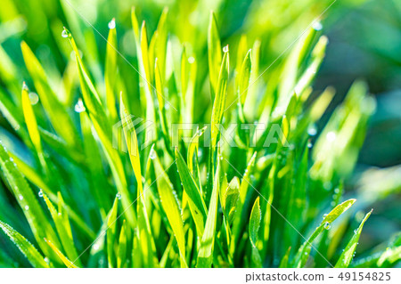 Wakaba Aoba Aoba Aso dew Before bokeh Back bokeh Eco image [Nagano Prefecture] 49154825