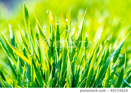 Wakaba Aoba Aoba Aso dew Before bokeh Back bokeh Eco image [Nagano Prefecture] 49154826