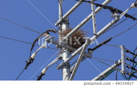 Magpie's nest on a telephone pole _ During nesting 49154927