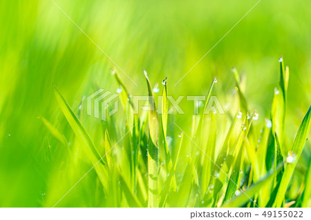 Wakaba Aoba Aoba Aso dew Before bokeh Back bokeh Eco image [Nagano Prefecture] 49155022