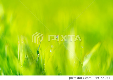 Wakaba Aoba Aoba Aso dew Before bokeh Back bokeh Eco image [Nagano Prefecture] 49155045