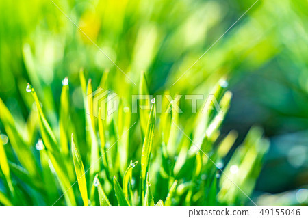 Wakaba青葉青葉阿蘇露前散景回景生態圖像[長野縣] 49155046