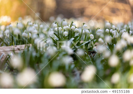 white spring flowers snowflake Leucojum 49155186