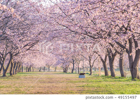Kita Asaba Sakurajiku Park Sakura Sakura Kita Asaba Sakurajiku Park Sakura Sakura 49155497