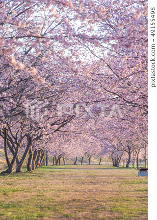 Kita Asaba Sakurajiku Park Sakura Sakura 49155498