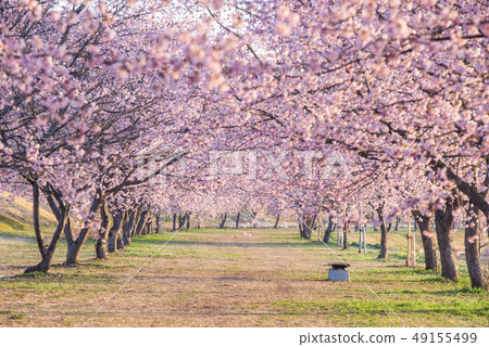 Kita Asaba Sakurajutsu公園冷櫻花 Kita Asaba Sakurajutsu公園冷櫻花 49155499