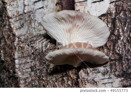 Parasitic mushroom are growing on a birch trunk. Parasitic mushroom are growing on a birch trunk. 49155773