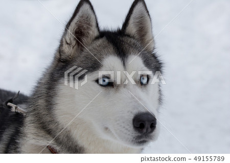 Cute siberian husky close up. Pet animals. 49155789