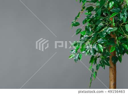 Plants in interior concept, copy space 49156463
