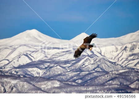eagle eagle 49156566