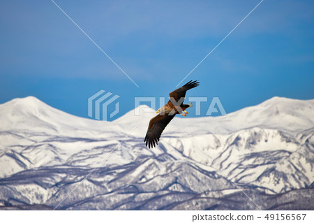 eagle 49156567