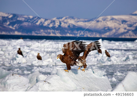 Eagle, Steller's sea eagle, Hokkaido, Sea of Okhotsk, pleasure boat, cruise ship, drift ice Eagle, Steller's sea eagle, Hokkaido, Sea of Okhotsk, pleasure boat, cruise ship, drift ice 49156603