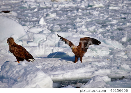 Eagle, Steller's sea eagle, Hokkaido, Sea of Okhotsk, pleasure boat, cruise ship, drift ice Eagle, Steller's sea eagle, Hokkaido, Sea of Okhotsk, pleasure boat, cruise ship, drift ice 49156606